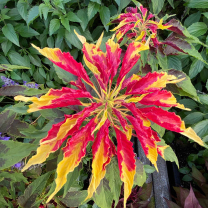 A close-up view of vibrant red amaranthus Perfecta flowers in full bloom.