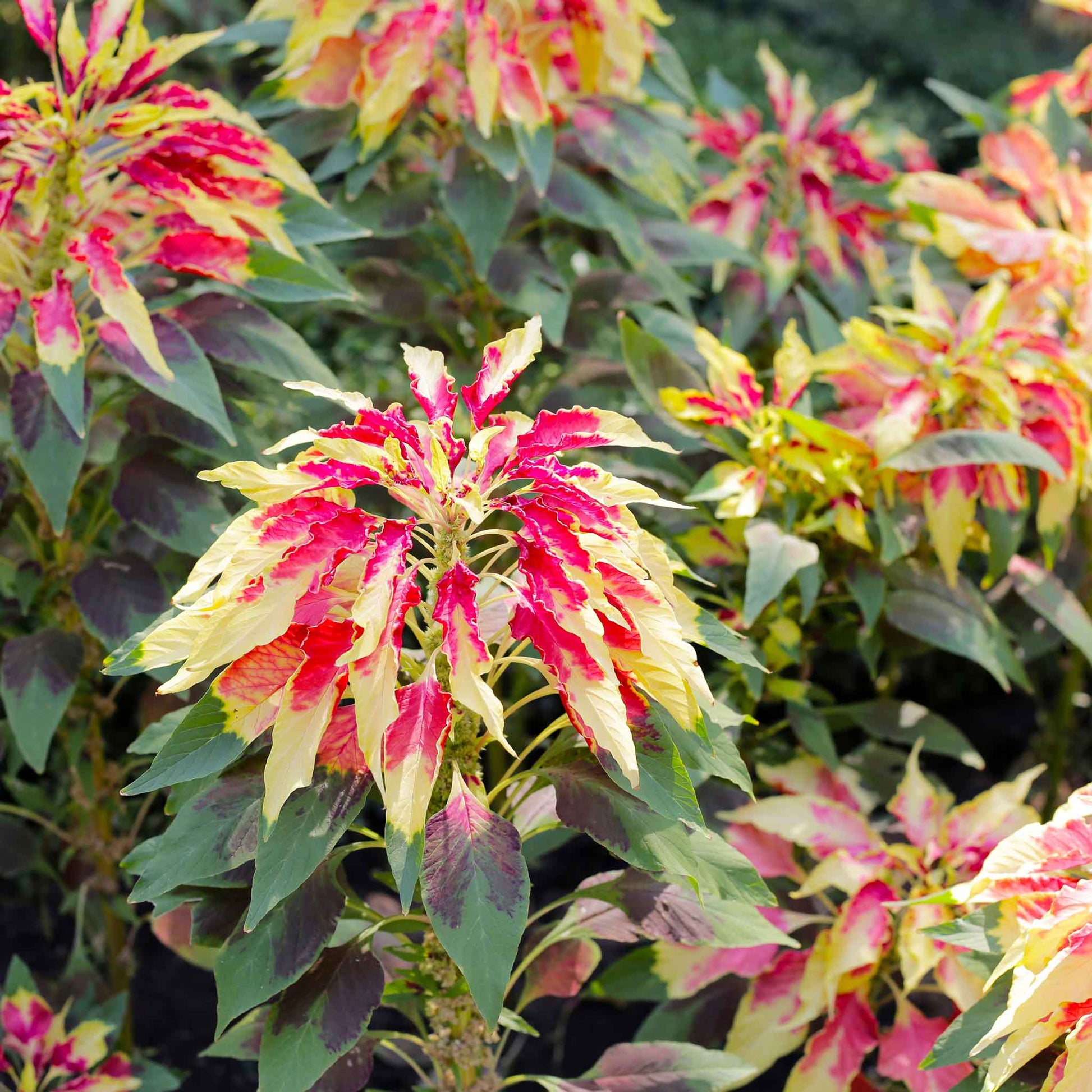 Amaranthus Perfecta plants with vibrant green and reddish-yellow foliage grow in a garden.