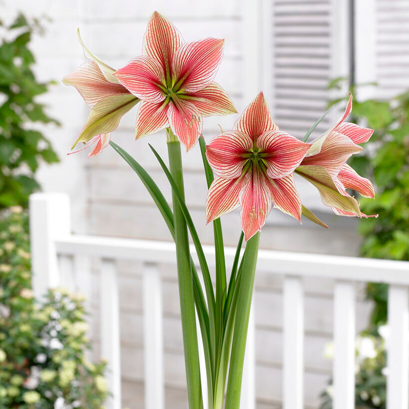 Pink and green flowers of the Amaryllis Exotic Star with a white wooden background