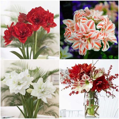 Four Amaryllis 'Holiday Mix' bulbs, against white backgrounds, read for festivities.