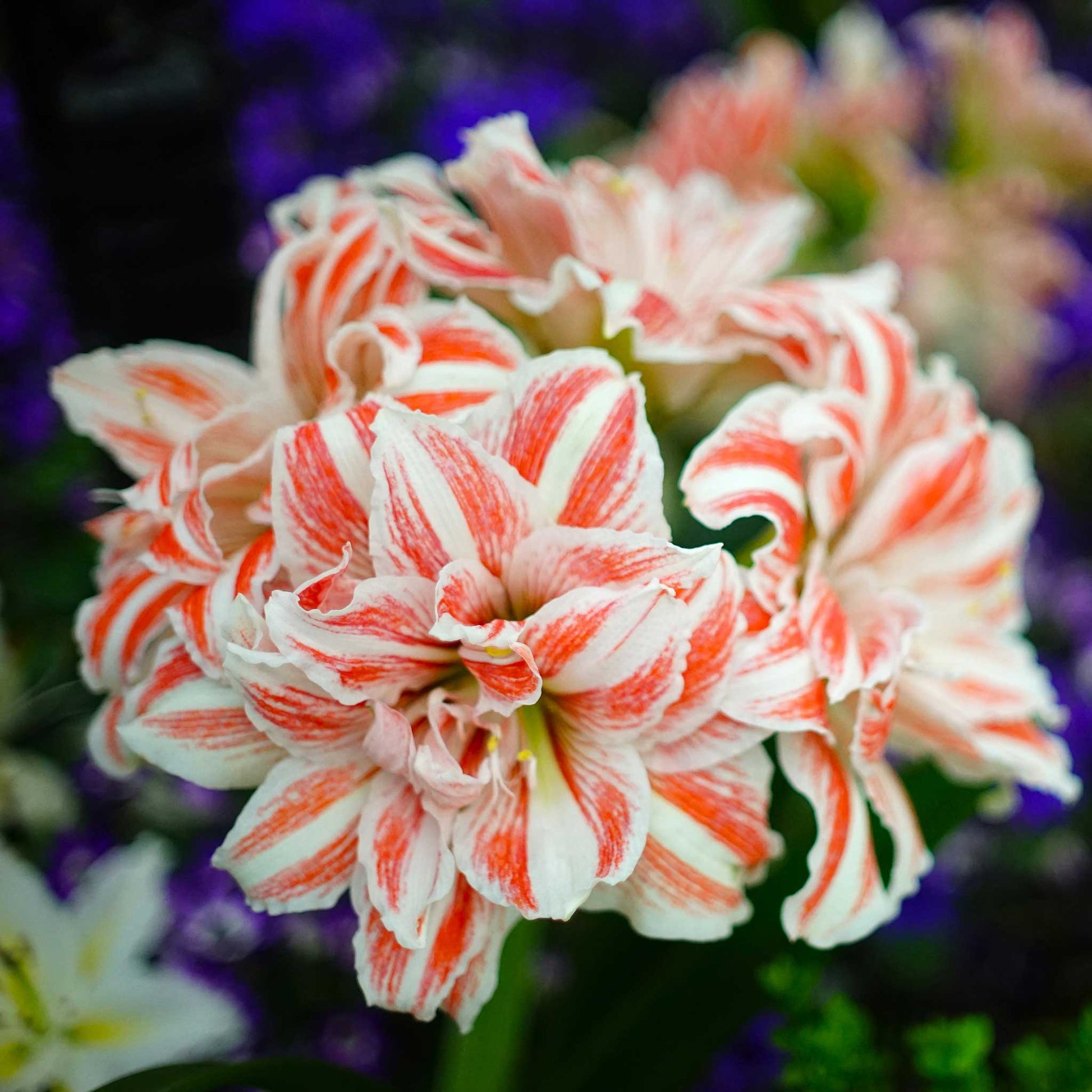 A close-up of a white holiday Amaryllis flower, against a dark background.