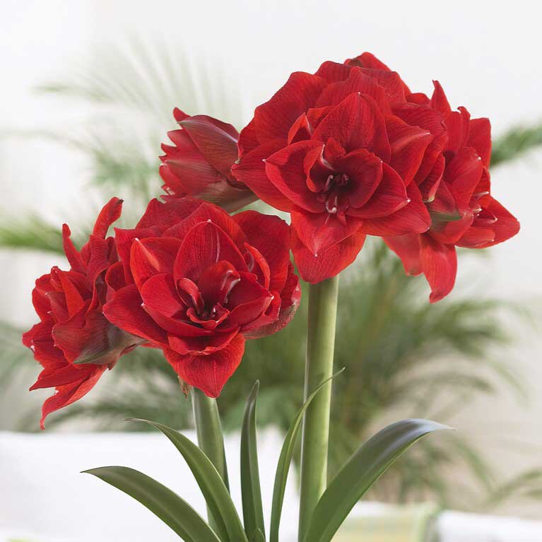 Amaryllis 'Holiday Mix' bulb with roots and green shoot, ready for planting.