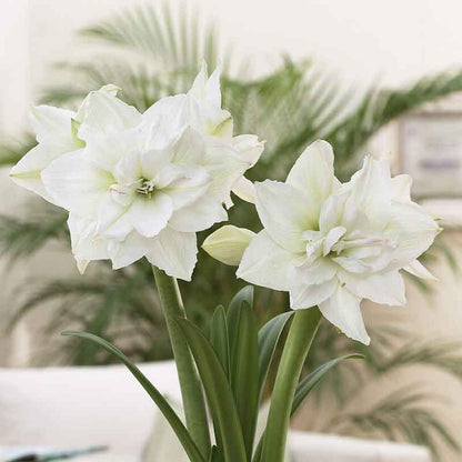 Amaryllis holiday mix bulbs, showcasing vibrant white flowers.