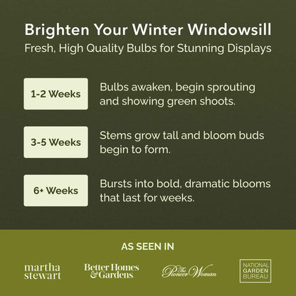 Promotional graphic for gardening bulbs with growth stages and brand endorsements.