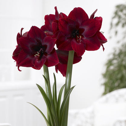 Amaryllis Royal Velvet: a close-up of a deep red amaryllis flower with velvety petals.