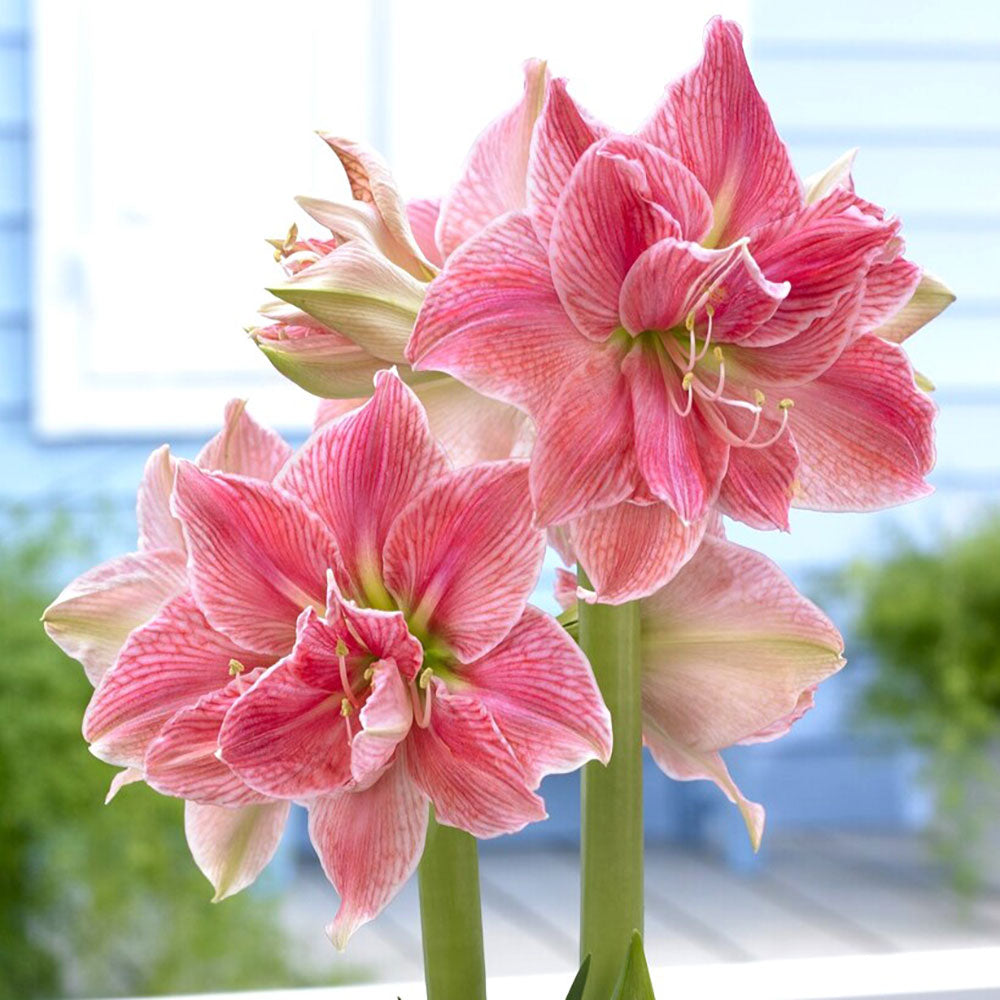 Amaryllis Sweet Nymph with multiple large, white petals edged in pink, and a vibrant green stem.