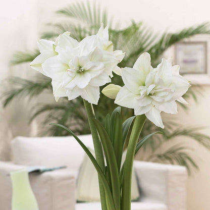 Amaryllis 'White Nymph' flower with multiple white petals.