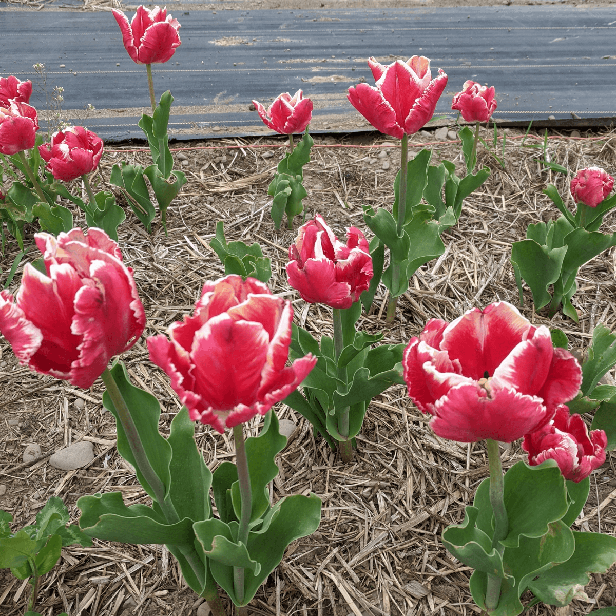 Tulip 'Amazing Parrot'