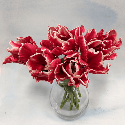 Tulip 'Amazing Parrot'