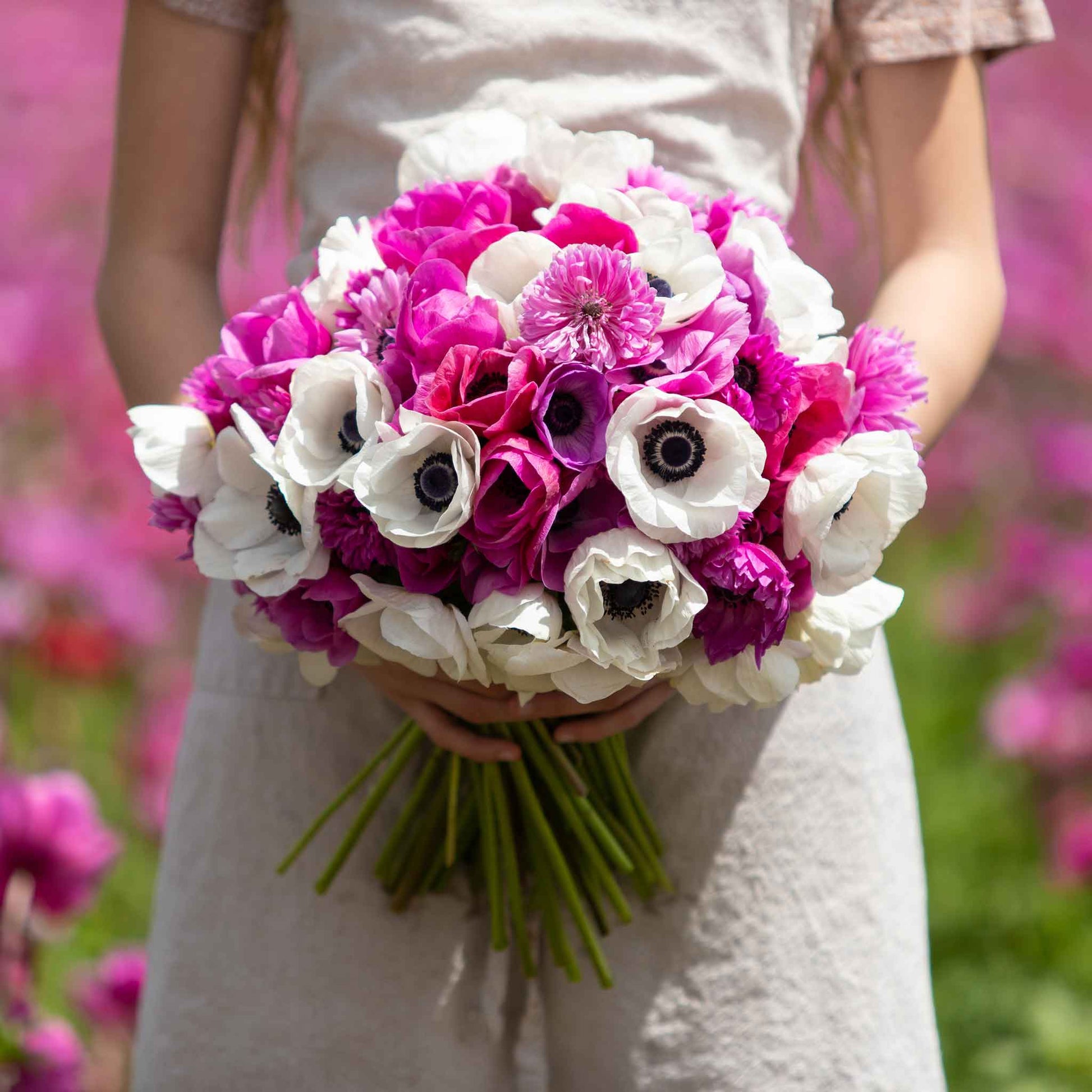Vivid pink anemone flowers, featuring delicate petals blooms agianst a dark background.