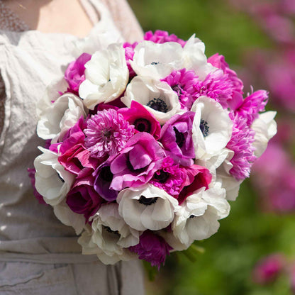 A cluster of pink and white Adeline anmeone flowers held in a womans arms.