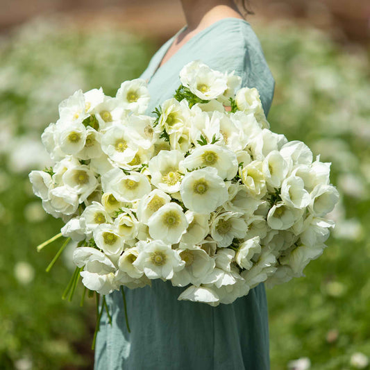 A close-up of a white Anemone flowers with showcasing their white petals.