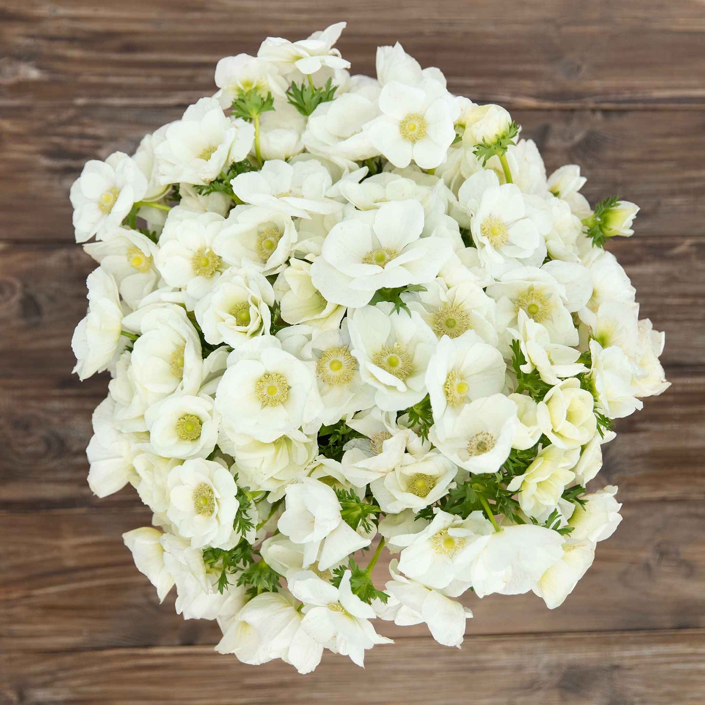 A close-up view of a boquet of Albino Anemone flowers, showing off their white petals.
