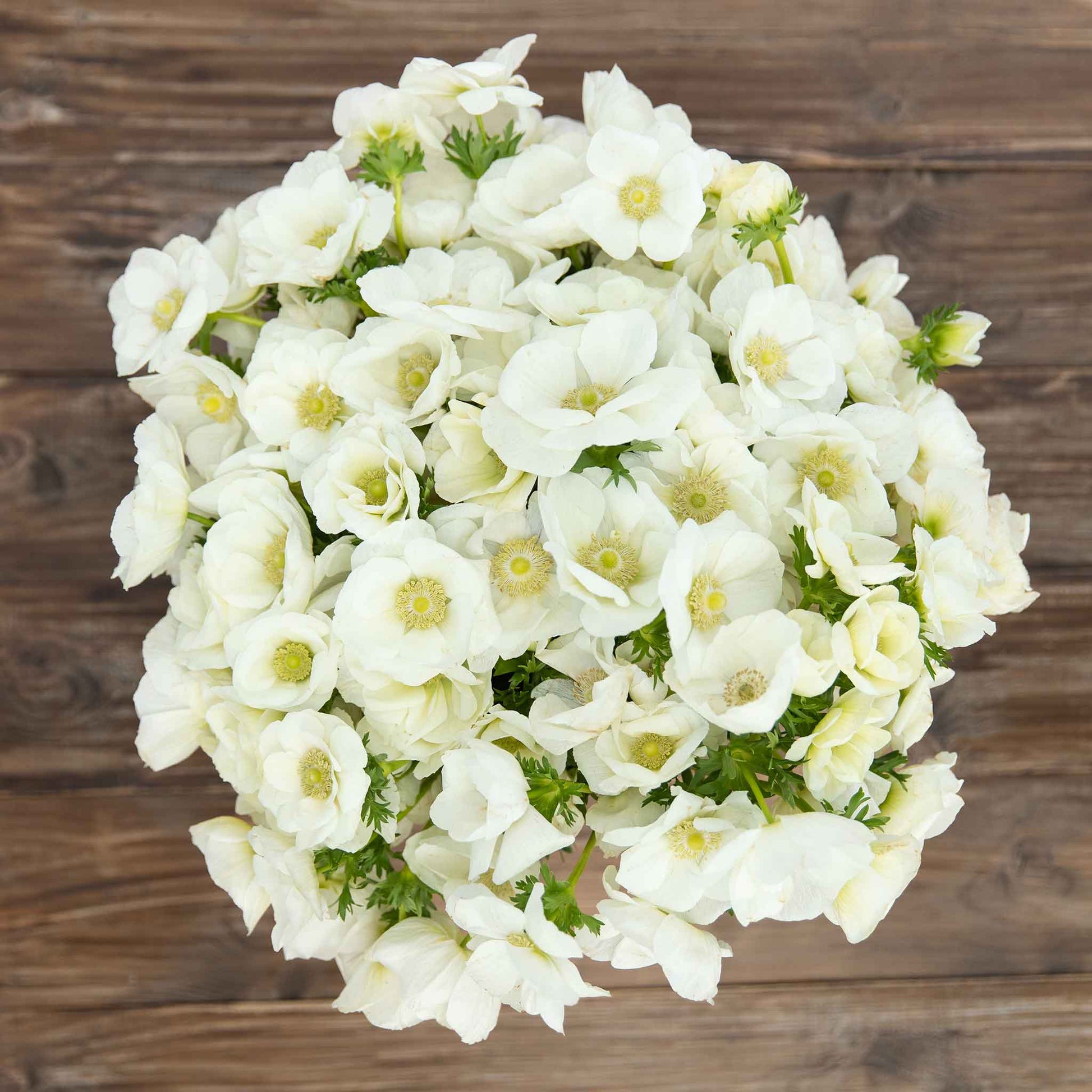 A close-up view of a boquet of Albino Anemone flowers, showing off their white petals.