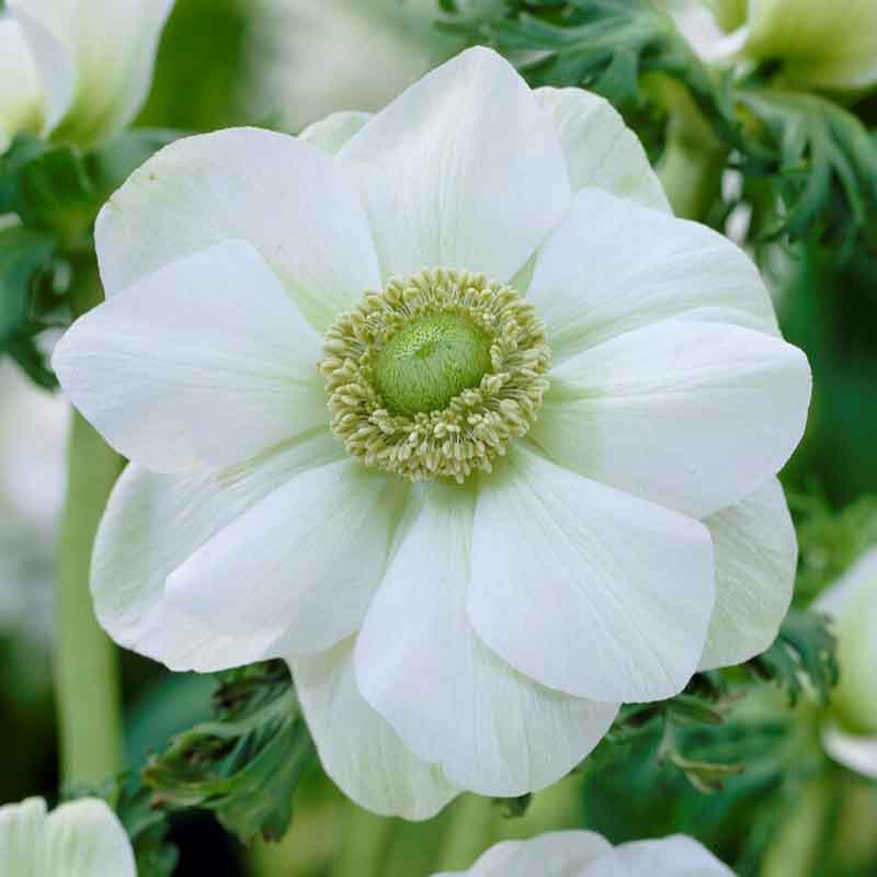 Close-up of a delicate white anemone flower with a dark center, showcasing its thin petals.