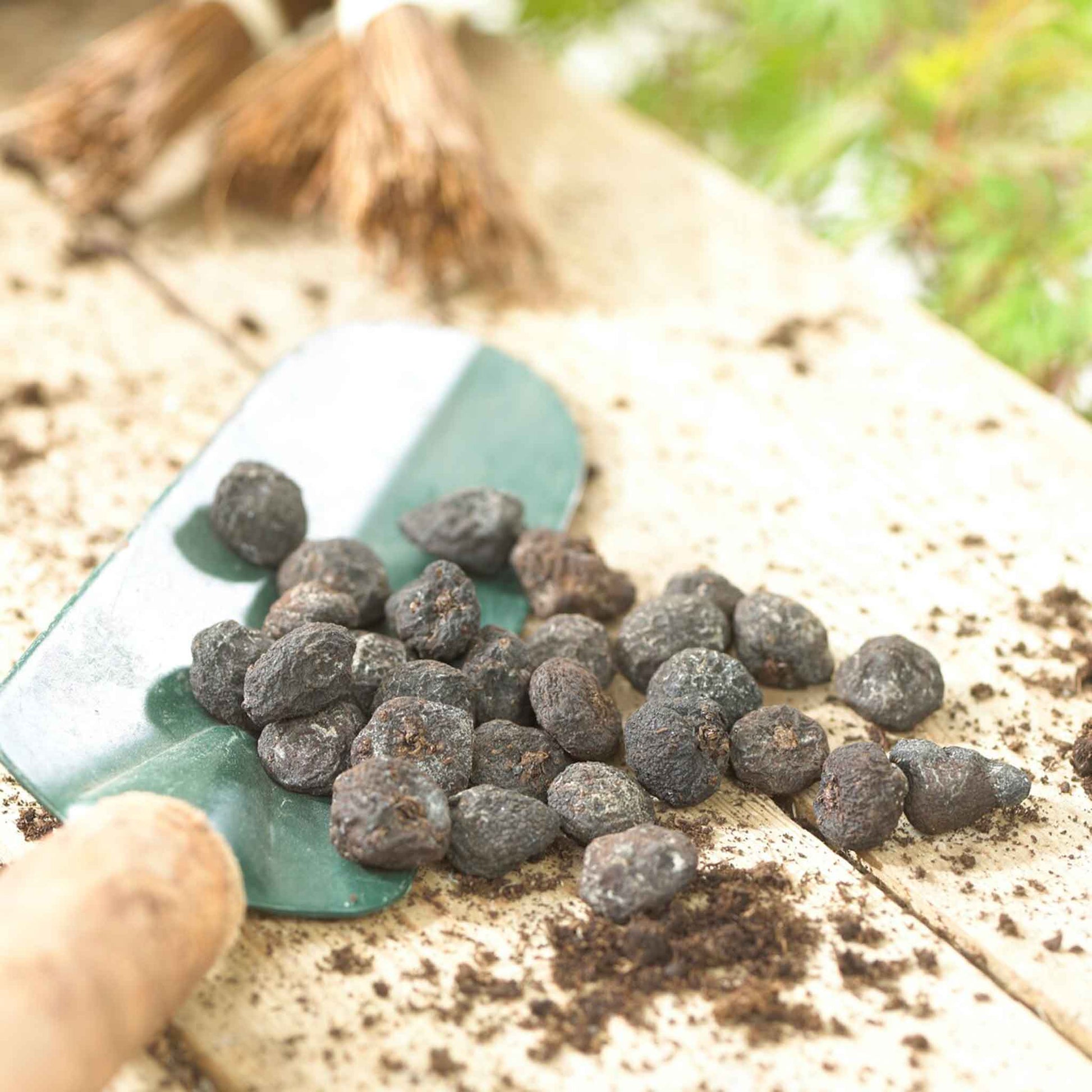 A close-up view of multiple Anemone corms, showing their irregular, dark, and dry appearance.
