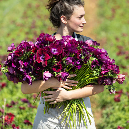 A close-up of a deep red Bordeaux anemone flowers held in a womans grasp. 