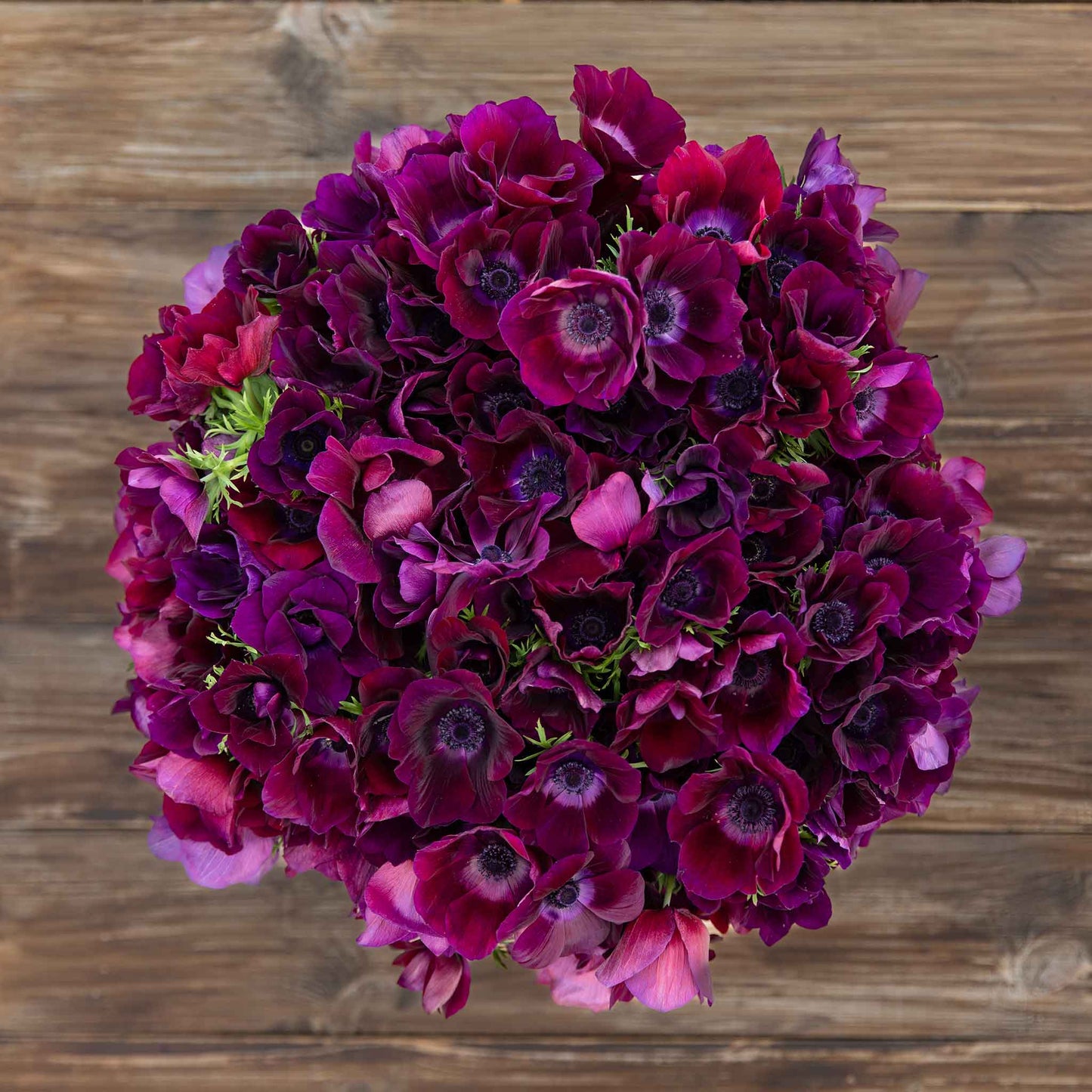 A close-up of a vibrant red bordeaux anemone flowers against a wooden table background.