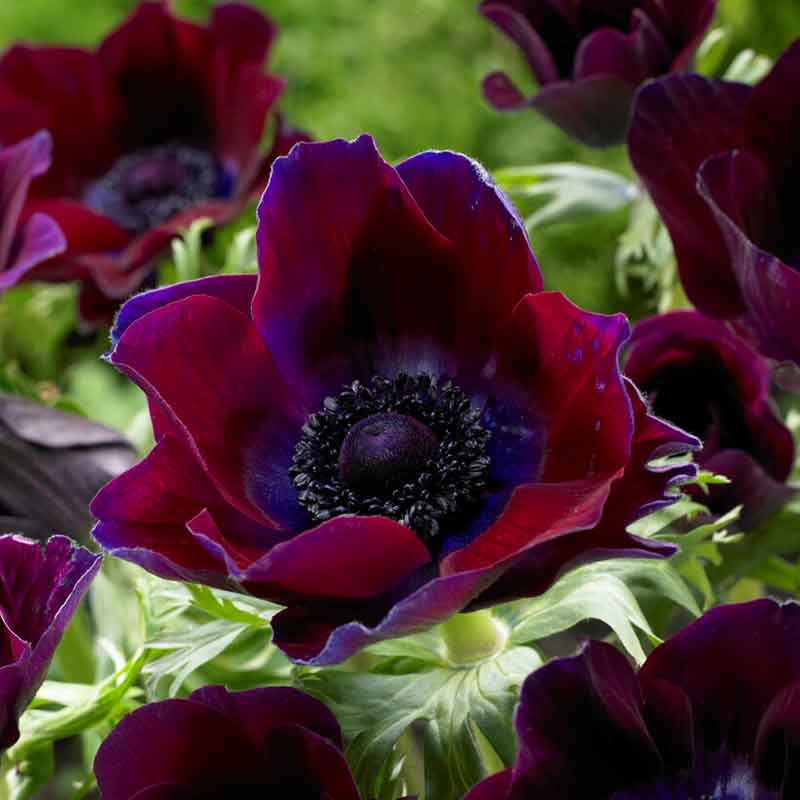 A dark red bordeaux anemone flower with a black center, sits against green leaves in the background.