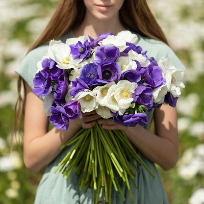 Vibrant purple and white anemone flowers are held in a girls hands, showcasing delicate petals.