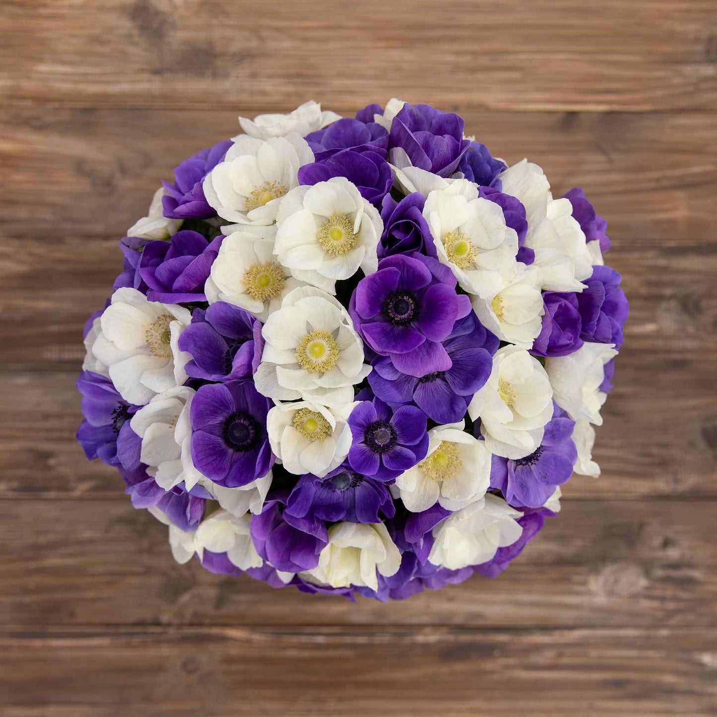 A close up shot of a bouqet of Anemone Cote d'Azur mix bulbs.