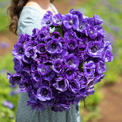 Close-up of a vibrant De Caen blue anemone flower, showcasing its delicate petals.