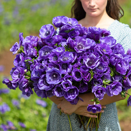 Close-up of a blue anemone flower with multiple petals and a dark center held in a womans hands.