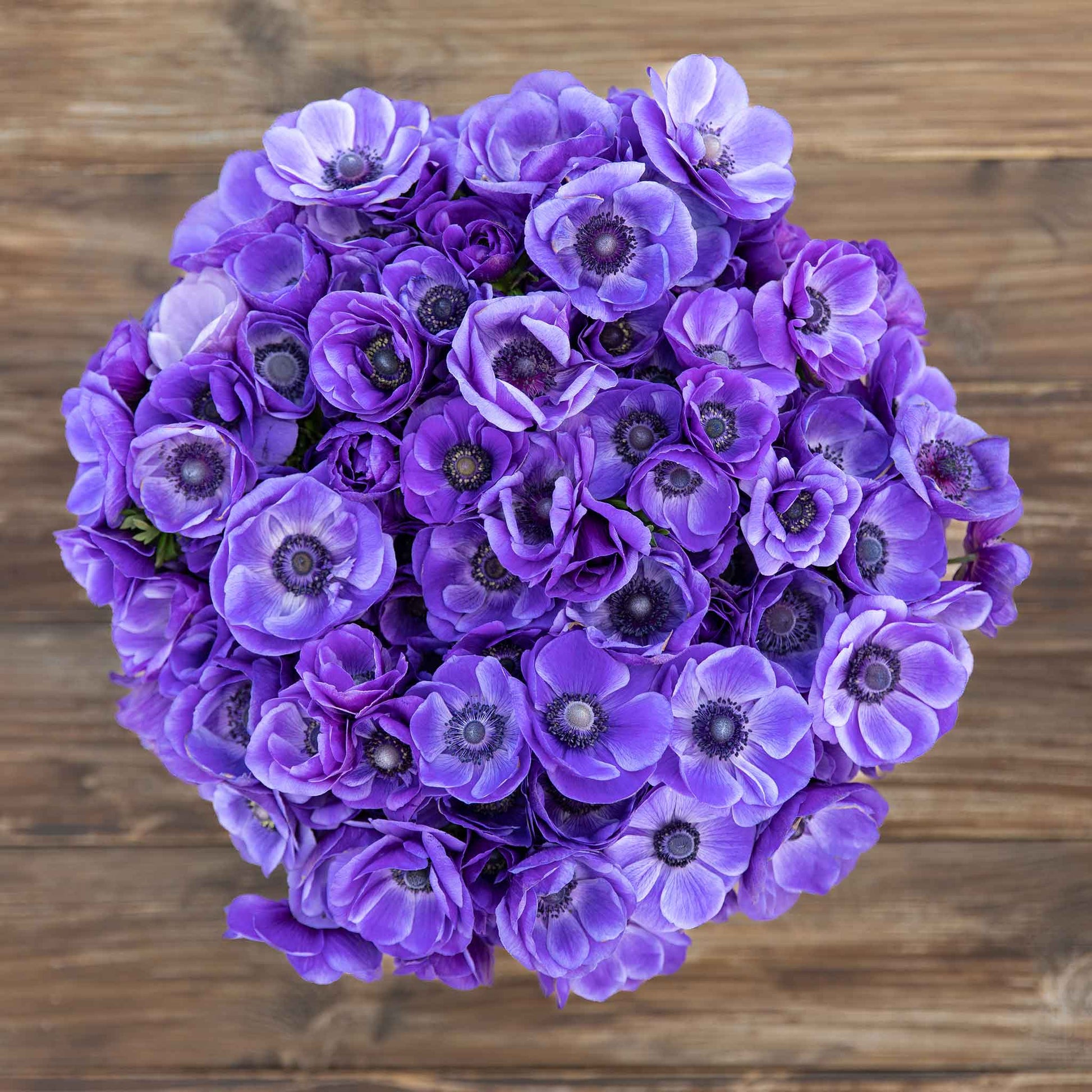 A vivid blue anemone boquet, with a dark center, captured in a close-up, top-down view.