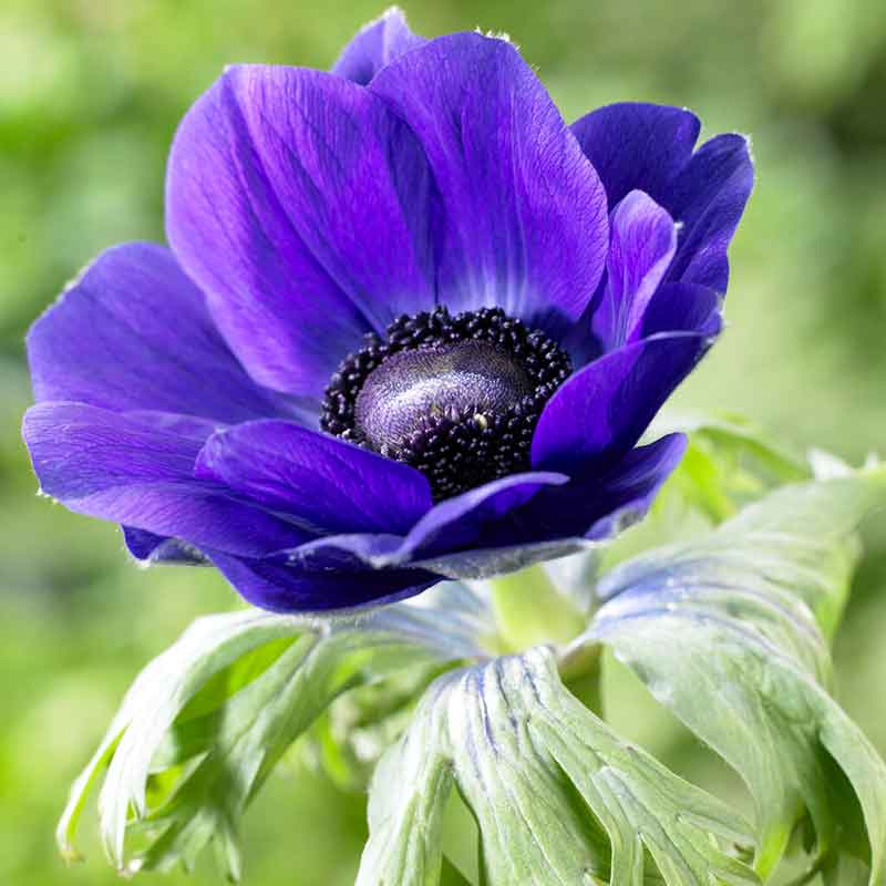 A close up of a vibrant blue anemone flower with a dark center, displaying its delicate petals.