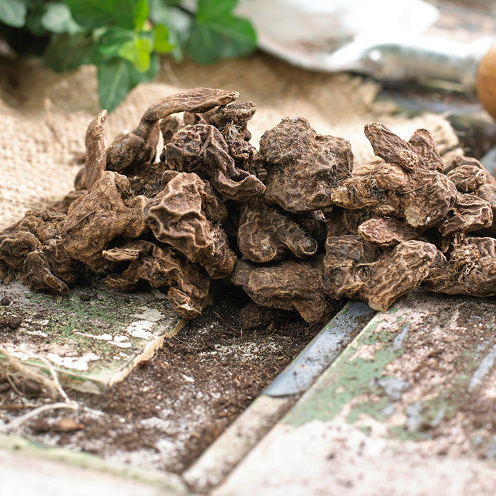 A close-up view of multiple Anemone corms, showing their irregular, dark, and dry appearance.