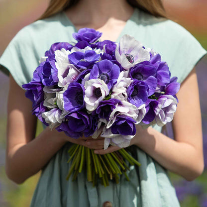 Vibrant purple and white midnight mix flowers are held in a girls hands, showcasing delicate petals.
