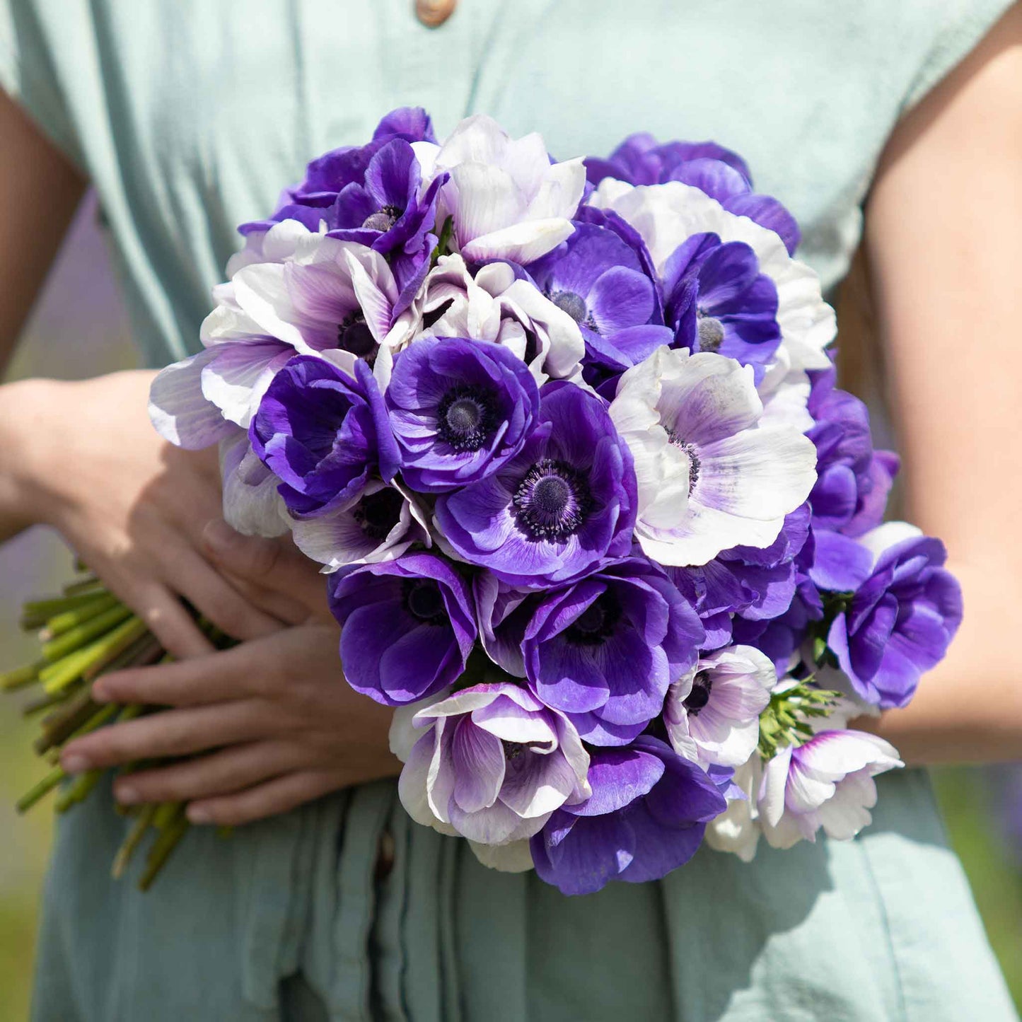 Vibrant purple and white midnight mix flowers are held in a girls hands, showcasing delicate petals.