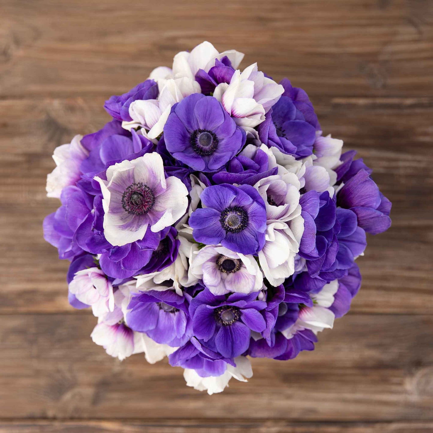 A close up of Midnight Mix Anemone bulbs, showing their vibrant purple and white flowers.  