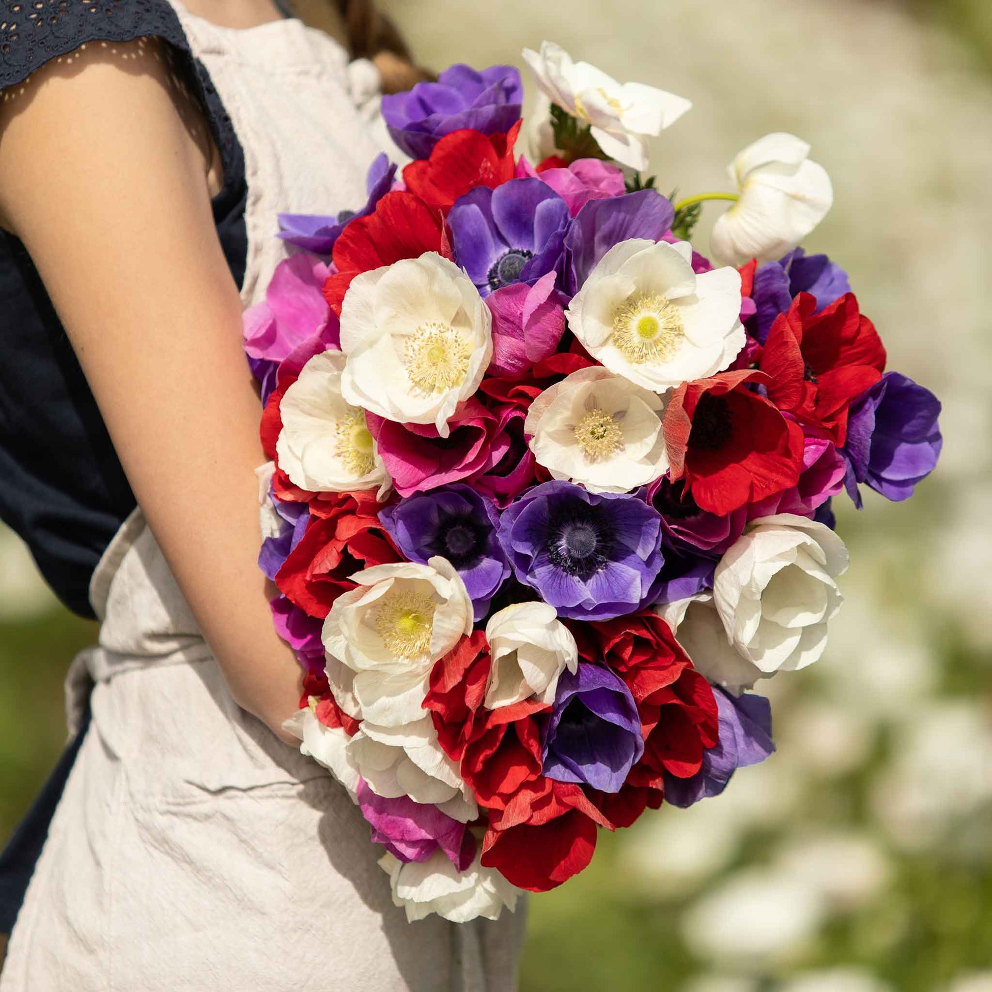 A boquet of Albino anemone flowers is held in womans hands showing off their white flowers.