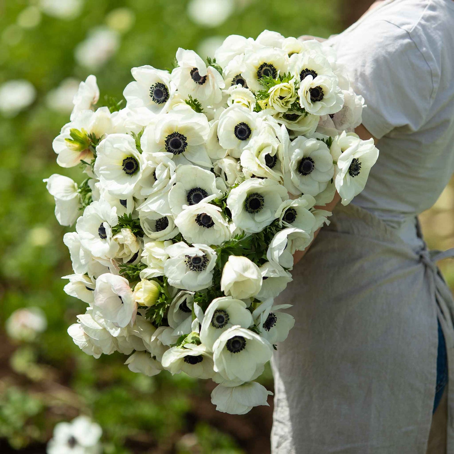 A close-up shot of several white anemone flowers, showcasing their delicate petals.