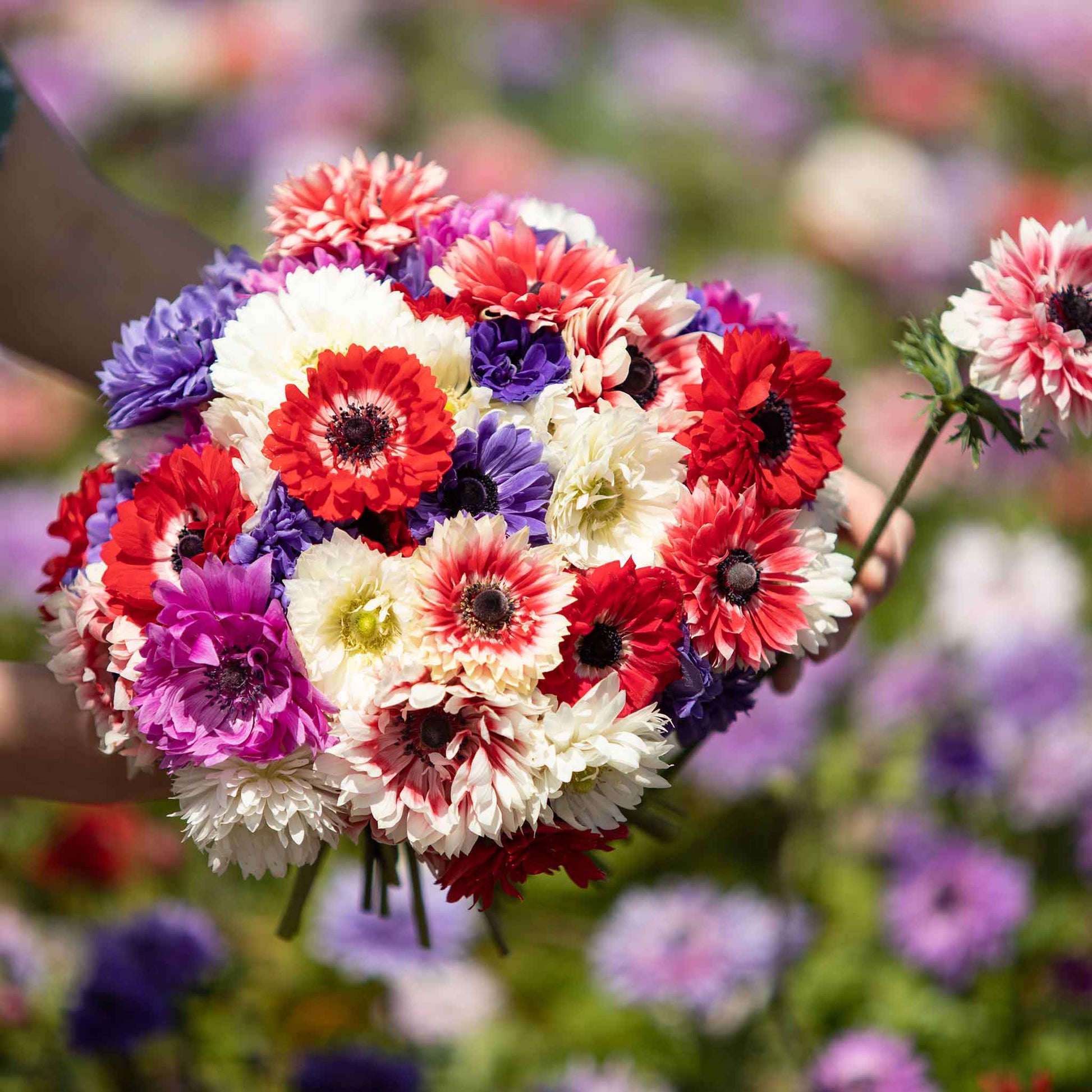 A close-up shot of white, red and purple anemone flowers against a soft background