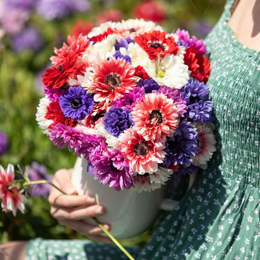 Detailed Anemone Double Mix bloom showing purple, red and white coloring against a soft garden background.