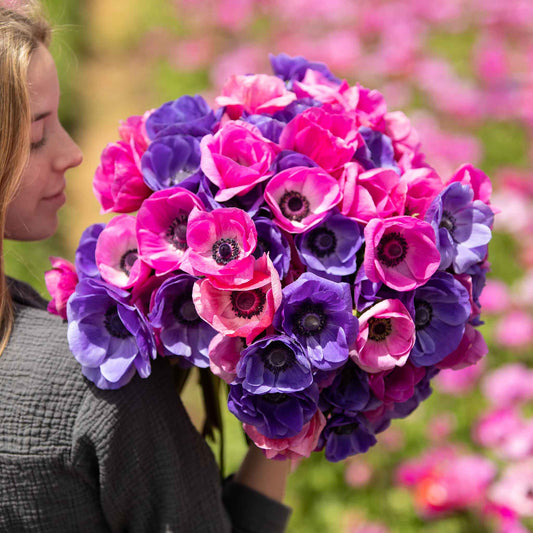 A vibrant pink and purple Edge of dusk anemone flower, with a dark center and delicate petals.