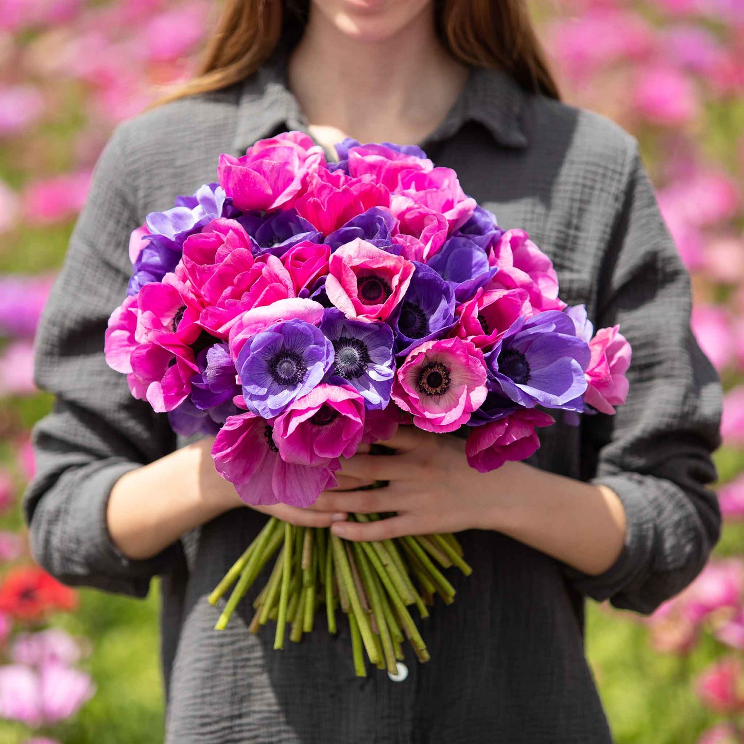 Close-up of vibrant pink and purple edge of dusk anemone flowers held in a womans hands