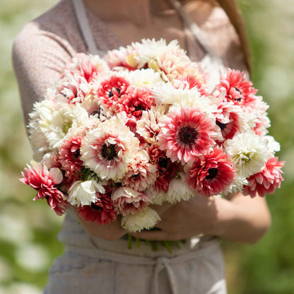 A cluster of red, and white anemone flowers blooming held in the arms of a woman.