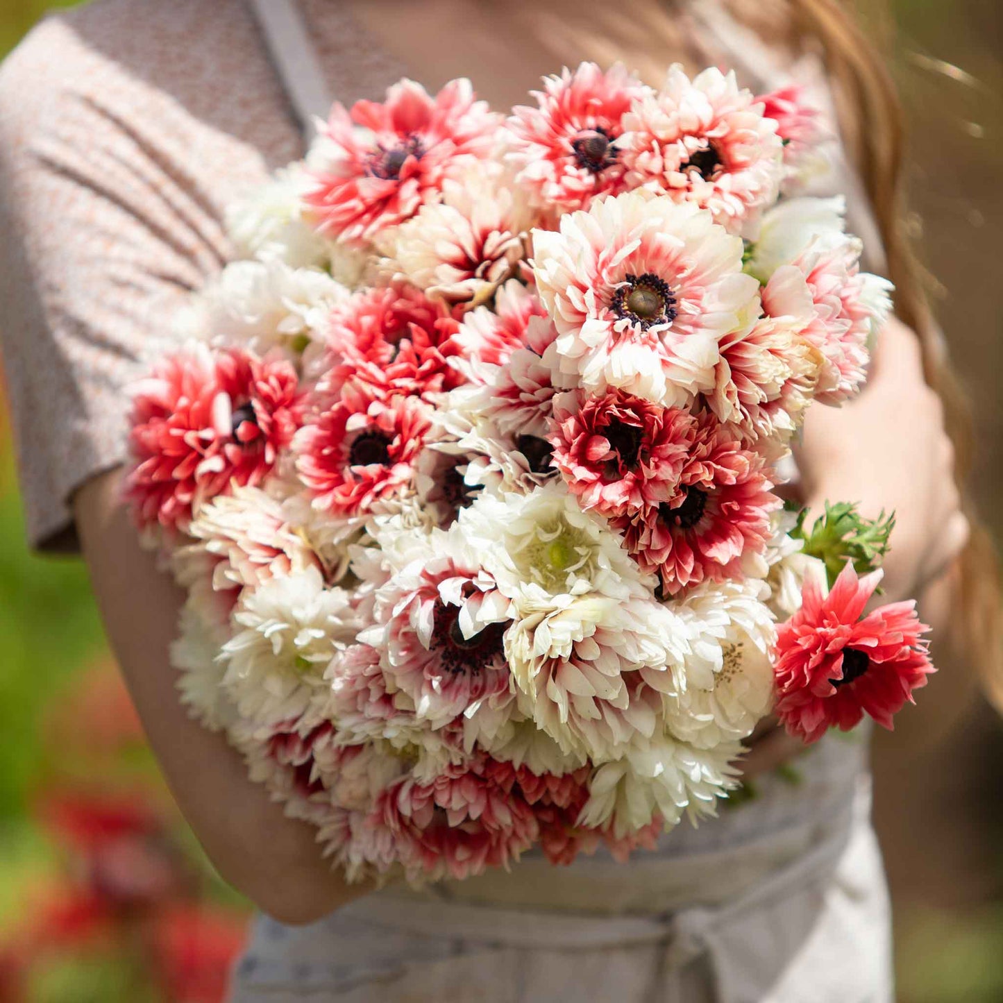 A cluster of red and white Elizabeth anemone flowers showing off their vibrant petals. 