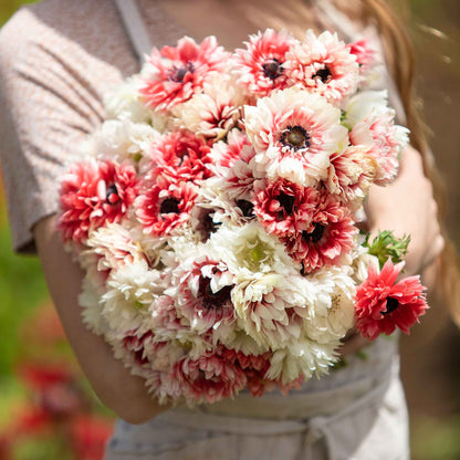 A cluster of red and white Elizabeth anemone flowers showing off their vibrant petals. 