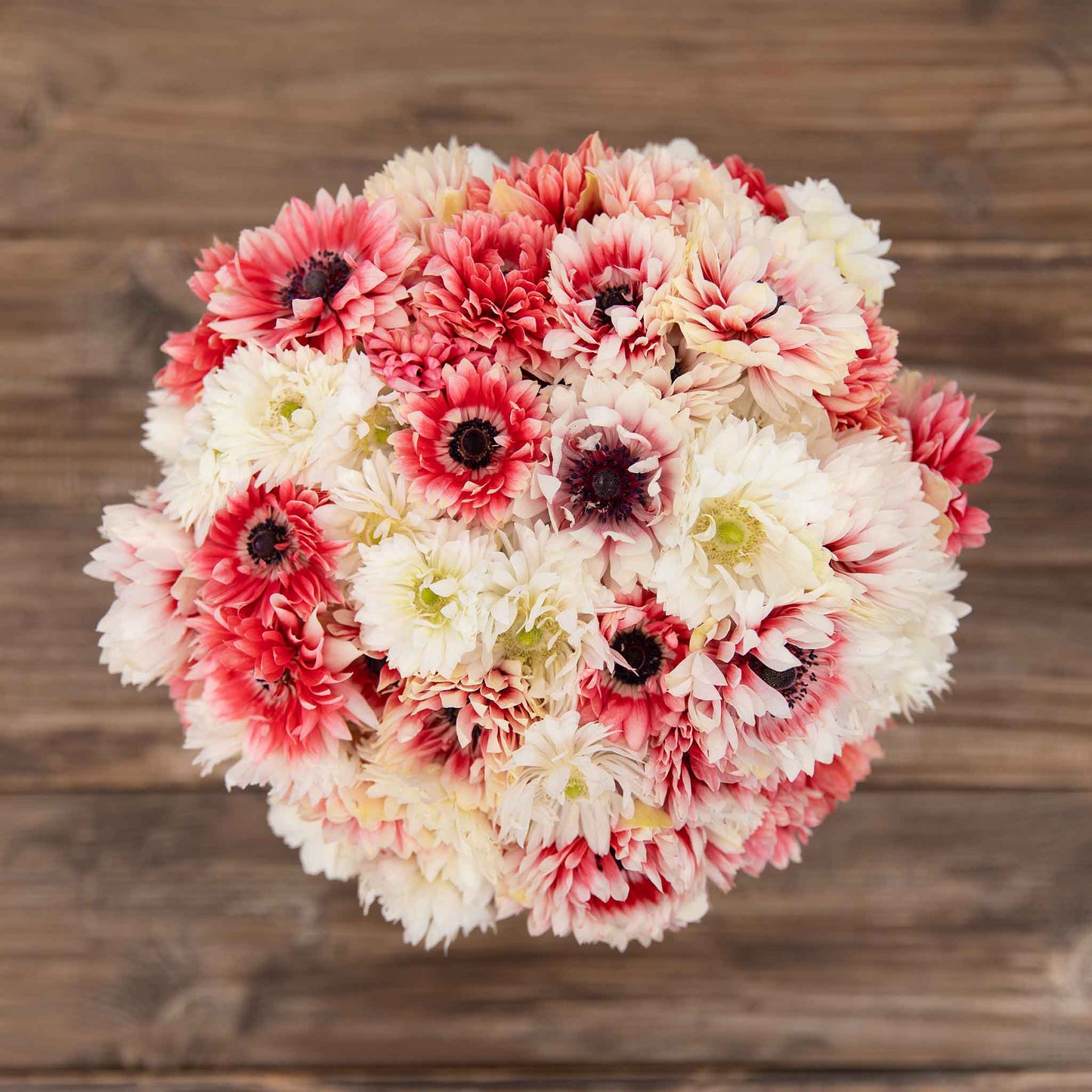 A close up of a cluster of red and white anemone elizabeths mix agianst a wooden table.