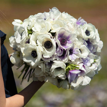 A person holding a bouquet of snow kiss mix anemone flowers in a garden setting.