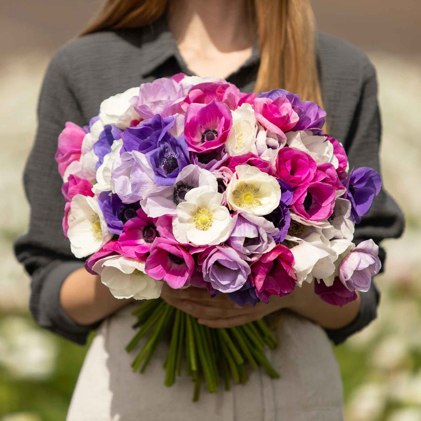 A boquet of mixed pink, red, and white anemone flowers in full bloom.