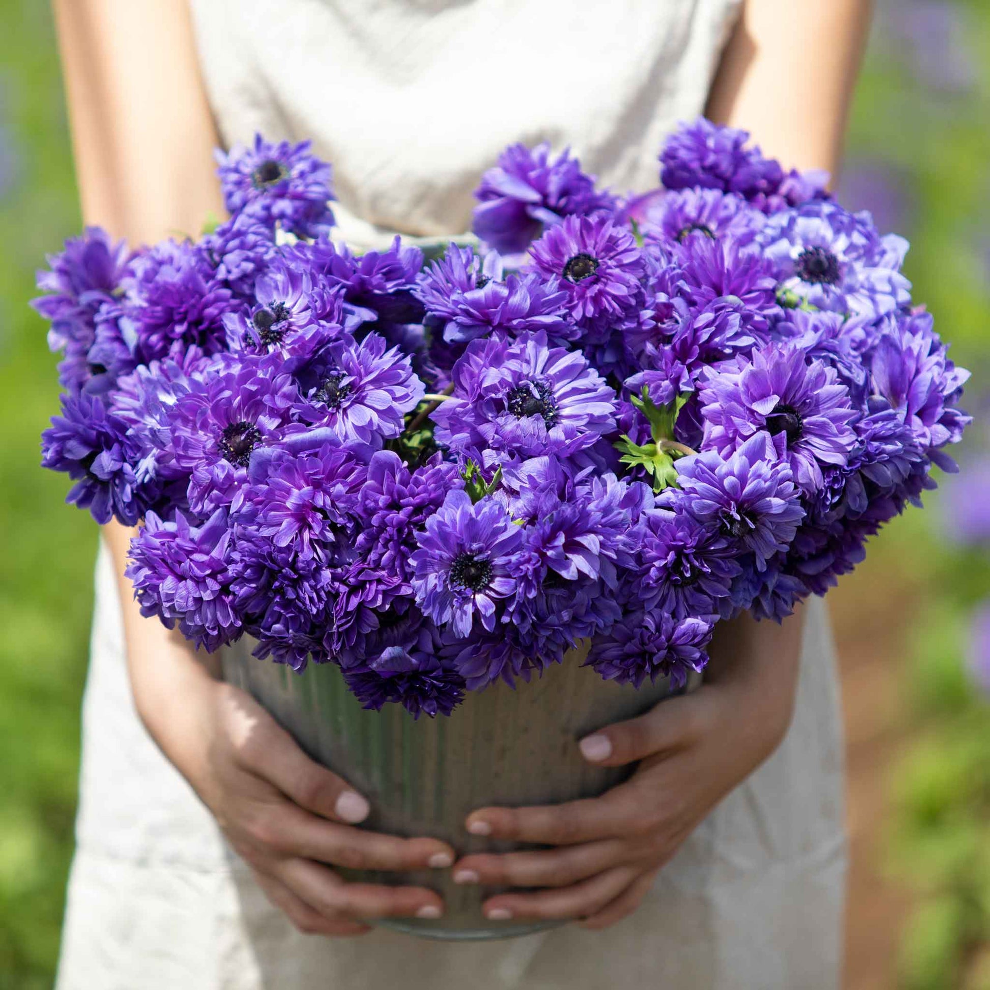 A vivid Fullstar blue anemone flower held in the hands of a woman, in an closeup.