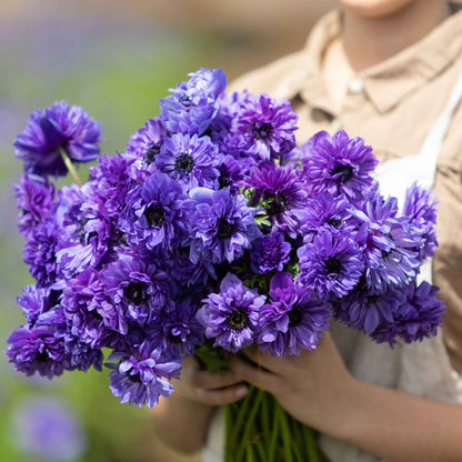A close-up view of vibrant Fullstar blue anemone flowers with dark centers in full bloom.