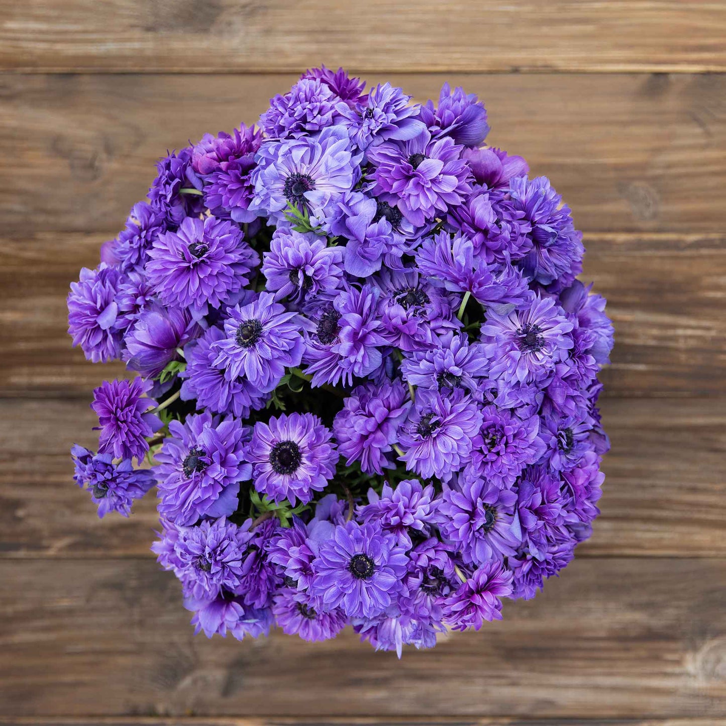 Anemone Fullstar Blue flowers, with deep blue petals and dark centers.