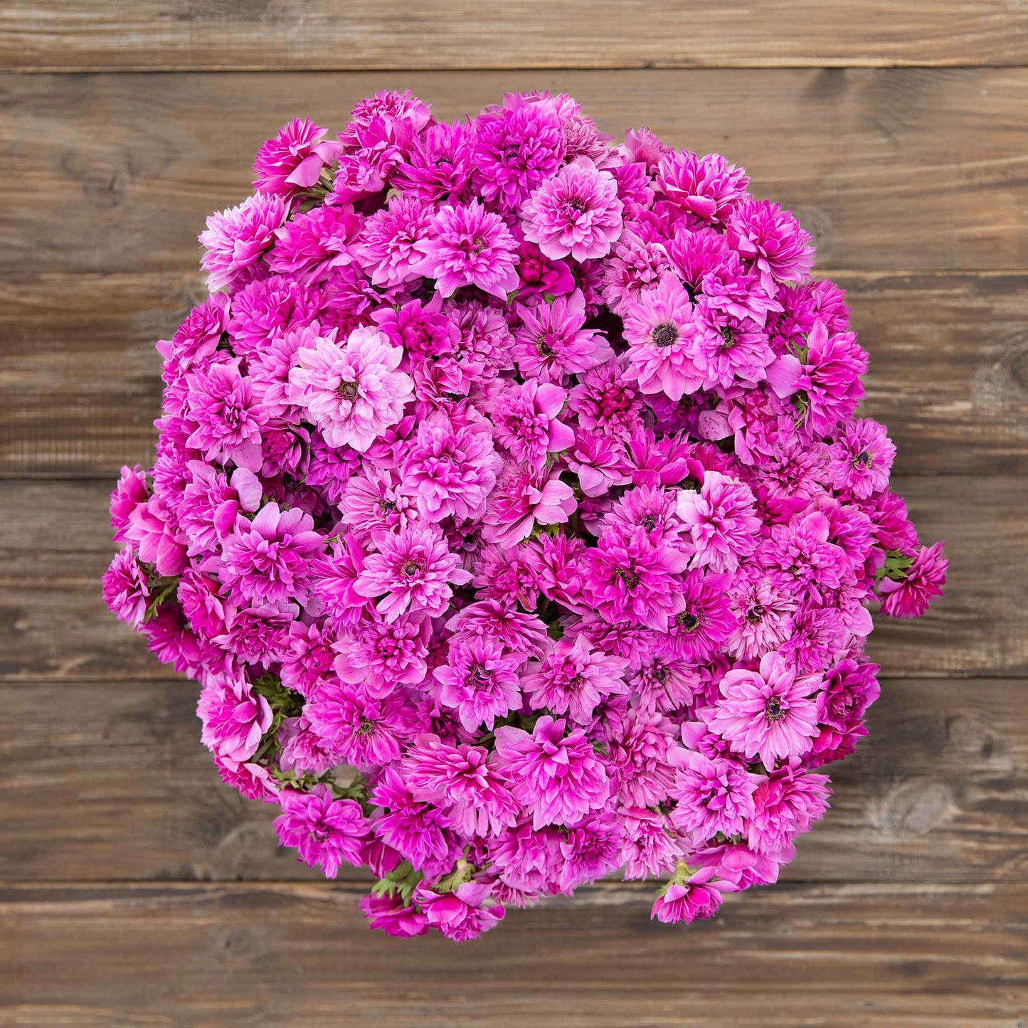 A vibrant Fullstar pink anemone flower against a soft background, showcasing its delicate petals.