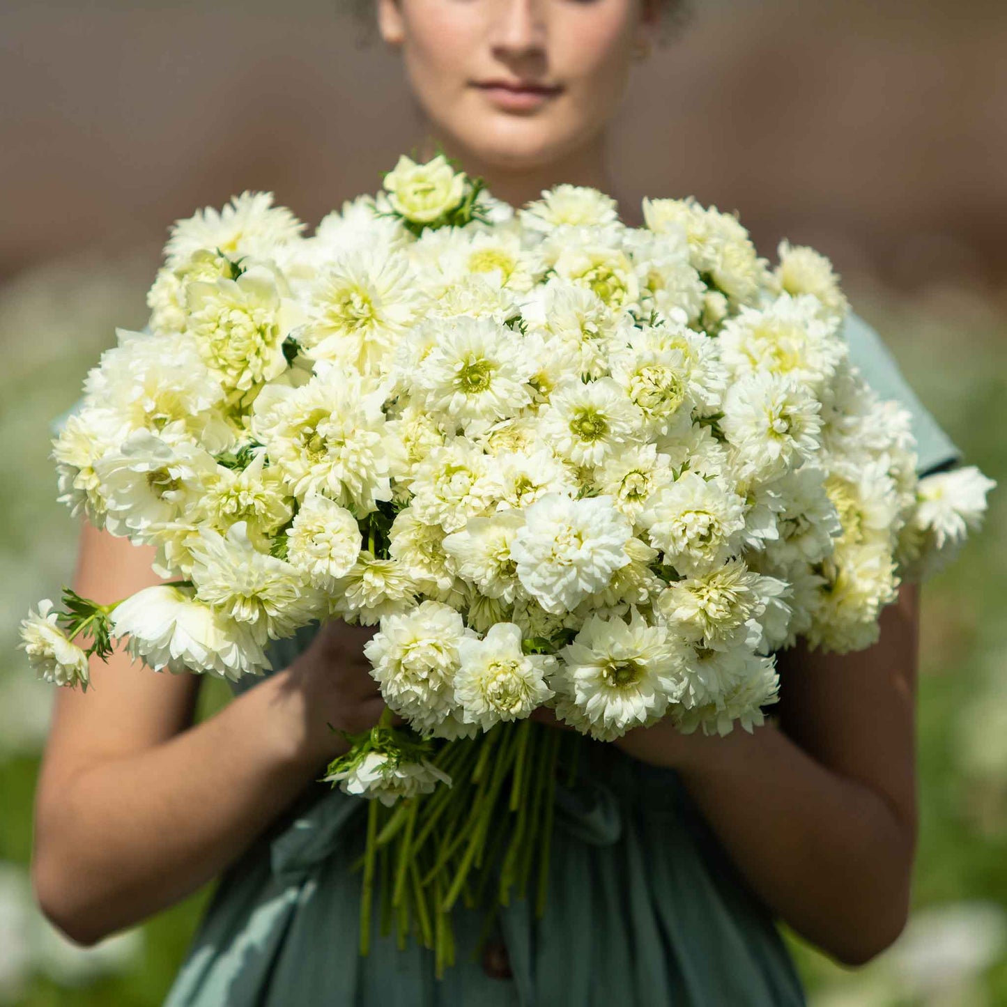 Close-up of a pure white Anemone Fullstar flower in a womans hands.
